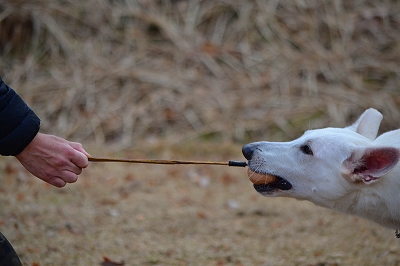 Ｋ－９　紐付ボール